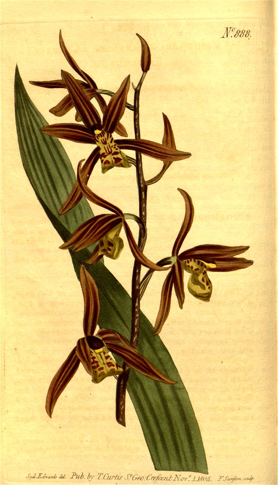 Cymbidium sinense (as Epidendrum sinense) - Curtis' 23 pl. 888 (1806)