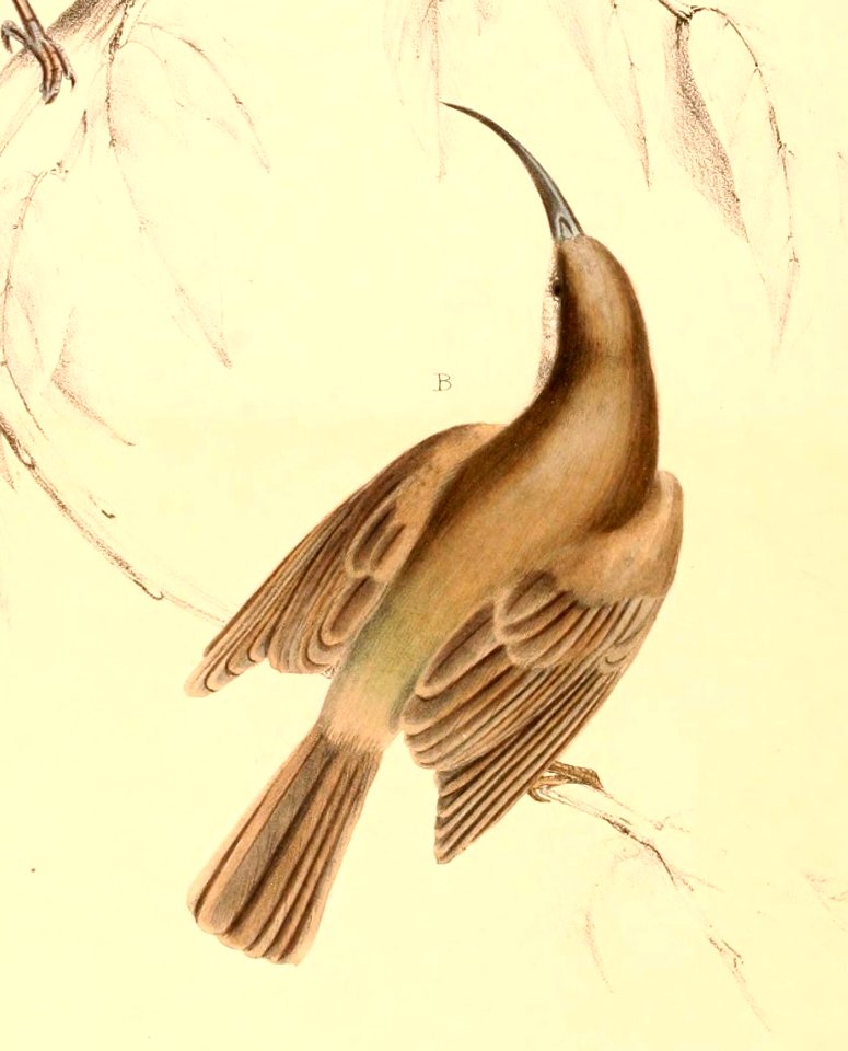 Cyanomitra veroxii female 1838