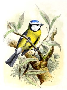 Cyanistes caeruleus 1869. Free illustration for personal and commercial use.