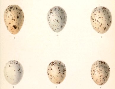 Cyanopica cooki eggs 1866