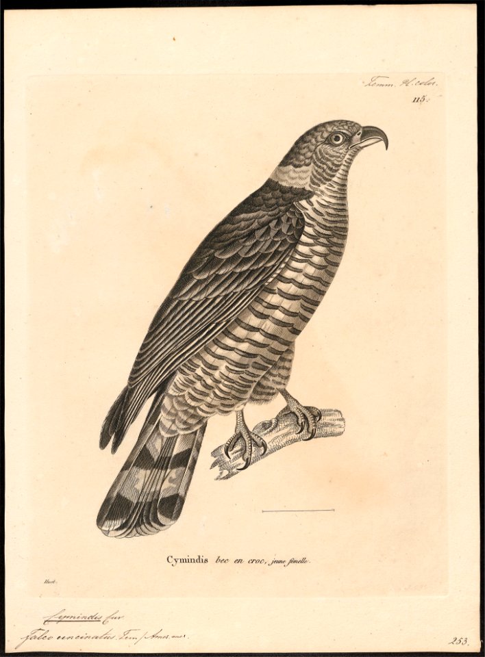 Cymindis uncinatus - 1700-1880 - Print - Iconographia Zoologica - Special Collections University of Amsterdam - UBA01 IZ18200366