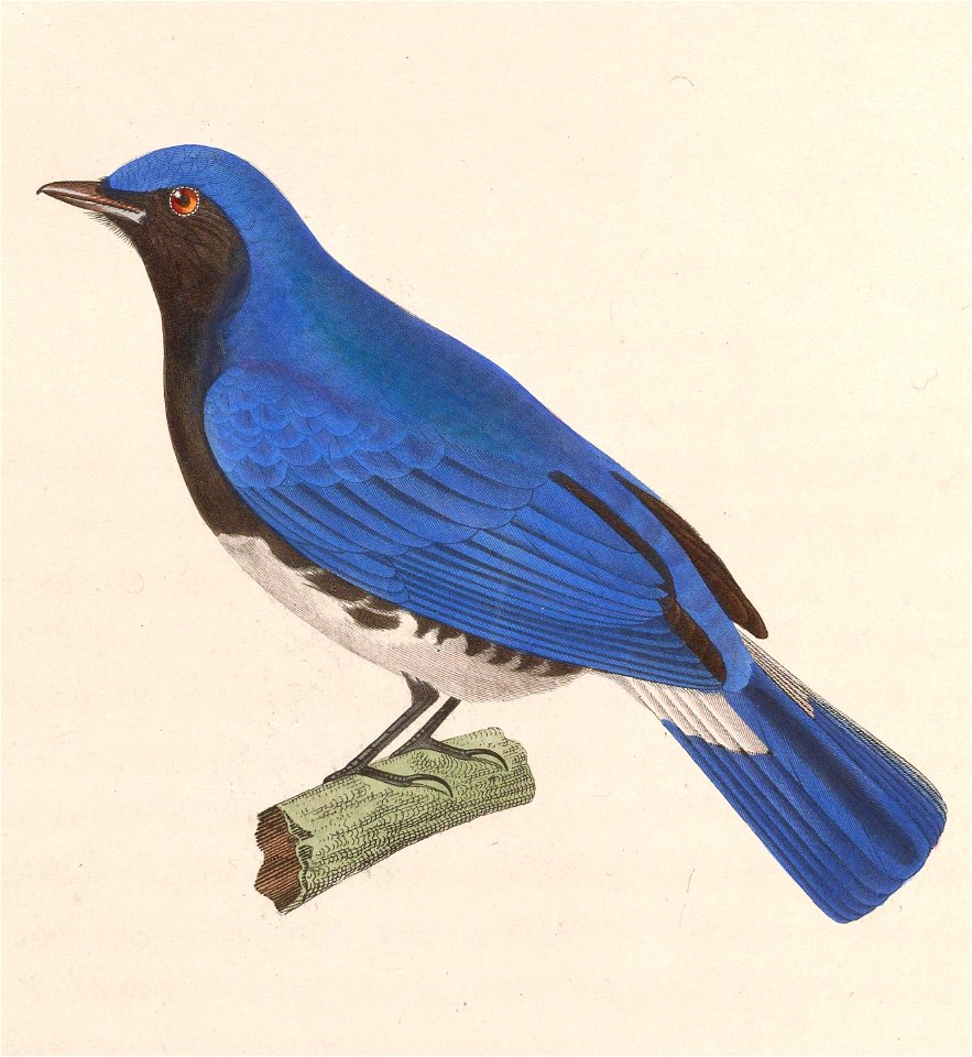 Cyanoptila cyanomelana 1838