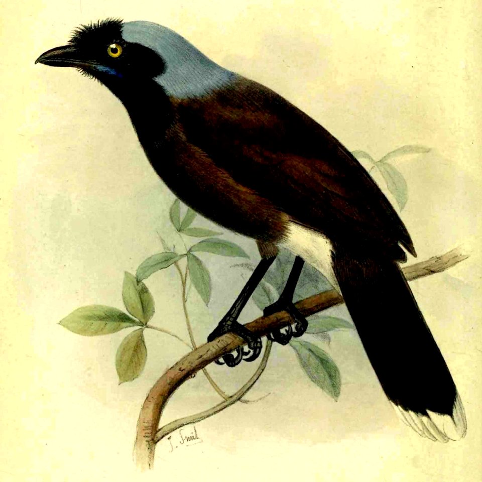 Cyanocorax hafferi