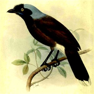 Cyanocorax hafferi