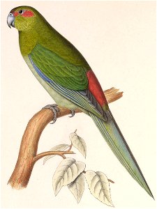 Cyanoramphus zealandicus 1849 2