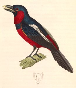 Cymbirhynchus macrorhynchos 1838