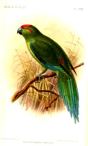 CyanorhamphusCyanurusKeulemans