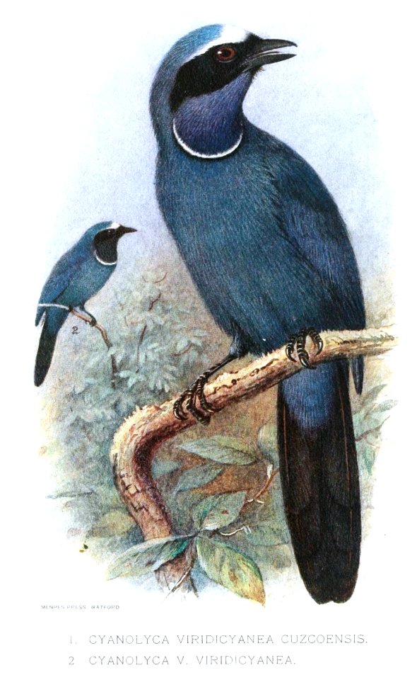 CyanolycaGronvold