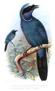 CyanolycaGronvold