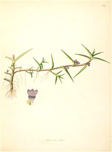 Cyanotis axillaris Roxburgh 1798 2-107