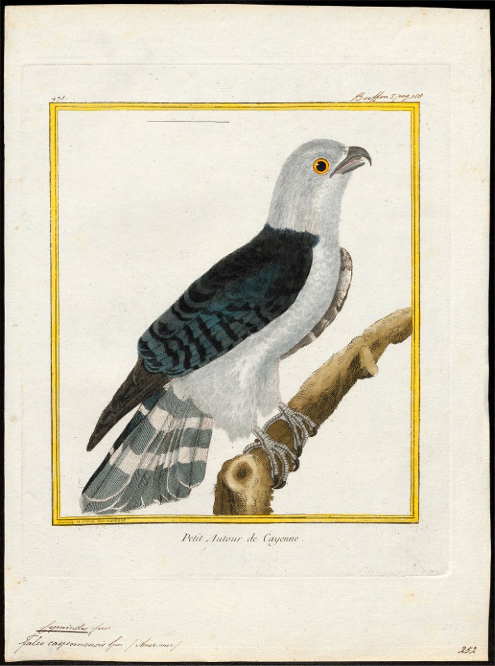 Cymindis cayennensis - 1700-1880 - Print - Iconographia Zoologica - Special Collections University of Amsterdam - UBA01 IZ18200358