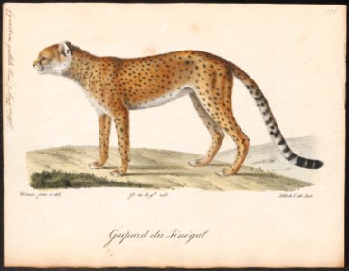 Cynailurus guttata - 1818-1842 - Print - Iconographia Zoologica - Special Collections University of Amsterdam - UBA01 IZ22100147