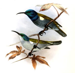 Cyanomitra verticalis Keulemans