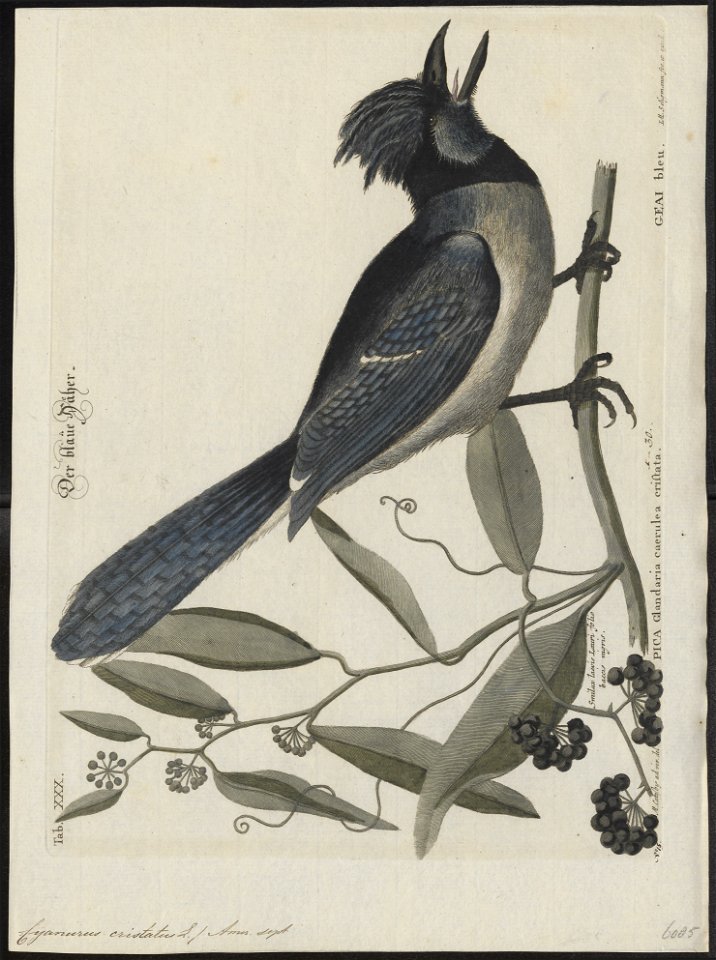 Cyanurus cristatus - 1700-1880 - Print - Iconographia Zoologica - Special Collections University of Amsterdam - UBA01 IZ15700035