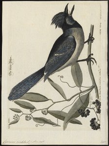 Cyanurus cristatus - 1700-1880 - Print - Iconographia Zoologica - Special Collections University of Amsterdam - UBA01 IZ15700035