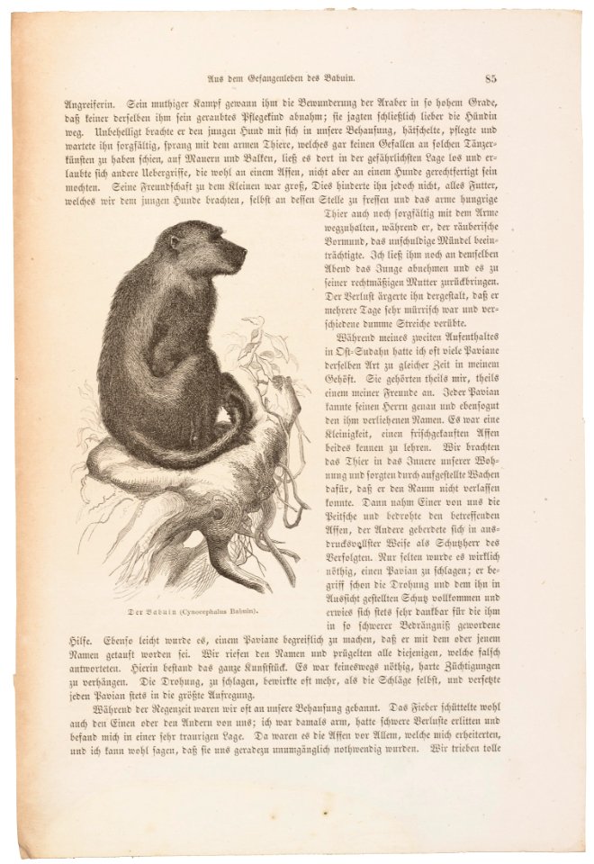 Cynocephalus babouin - 1700-1880 - Print - Iconographia Zoologica - Special Collections University of Amsterdam - UBA01 IZ20100009