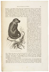 Cynocephalus babouin - 1700-1880 - Print - Iconographia Zoologica - Special Collections University of Amsterdam - UBA01 IZ20100009