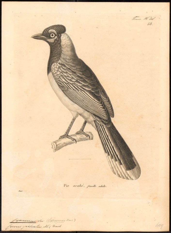Cyanurus pileatus - 1700-1880 - Print - Iconographia Zoologica - Special Collections University of Amsterdam - UBA01 IZ15700039