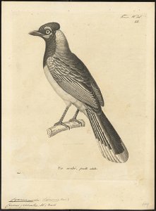 Cyanurus pileatus - 1700-1880 - Print - Iconographia Zoologica - Special Collections University of Amsterdam - UBA01 IZ15700039