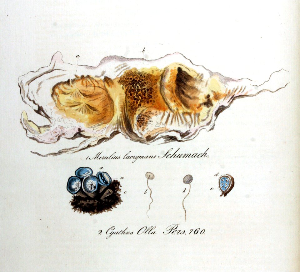Cyathus olla — Flora Batava — Volume v10