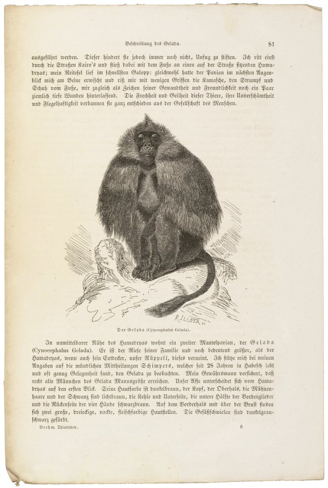 Cynocephalus gelada - 1700-1880 - Print - Iconographia Zoologica - Special Collections University of Amsterdam - UBA01 IZ20100005
