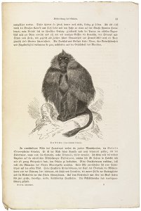Cynocephalus gelada - 1700-1880 - Print - Iconographia Zoologica - Special Collections University of Amsterdam - UBA01 IZ20100005