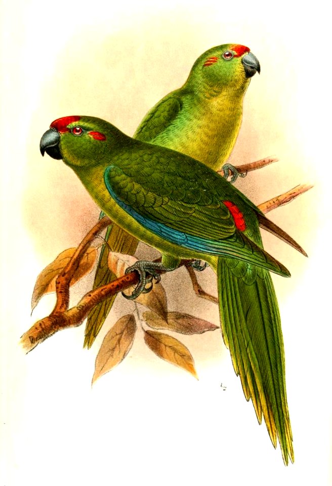 CyanorhamphusSubflavescensKeulemans