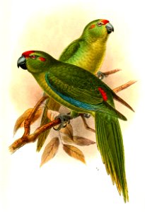 CyanorhamphusSubflavescensKeulemans