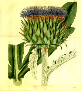 Cynara cardunculus ssp cardunculus