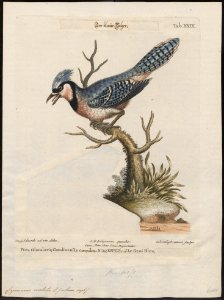Cyanurus cristatus - 1700-1880 - Print - Iconographia Zoologica - Special Collections University of Amsterdam - UBA01 IZ15700033