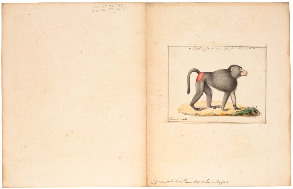 Cynocephalus hamadryas - 1829-1867 - Print - Iconographia Zoologica - Special Collections University of Amsterdam - UBA01 IZ20100012
