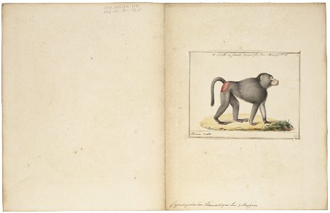 Cynocephalus hamadryas - 1829-1867 - Print - Iconographia Zoologica - Special Collections University of Amsterdam - UBA01 IZ20100012