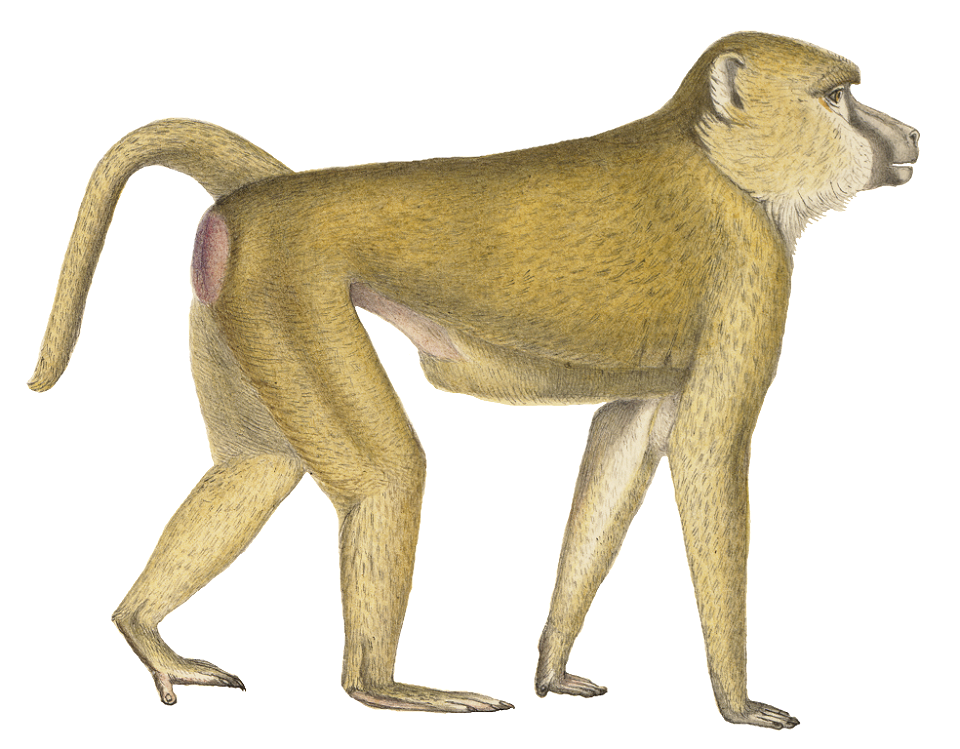 Cynocephalus babouin - 1829-1867 - Print - Iconographia Zoologica - Special Collections University of Amsterdam - (white background)