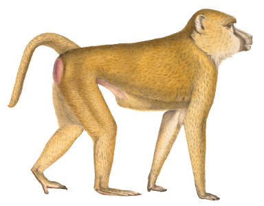 Cynocephalus babouin - 1829-1867 - Print - Iconographia Zoologica - Special Collections University of Amsterdam - (white background)