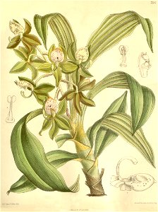 Cycnoches haagii - Curtis' 122 (Ser. 3 no. 52) pl 7502 (1896)