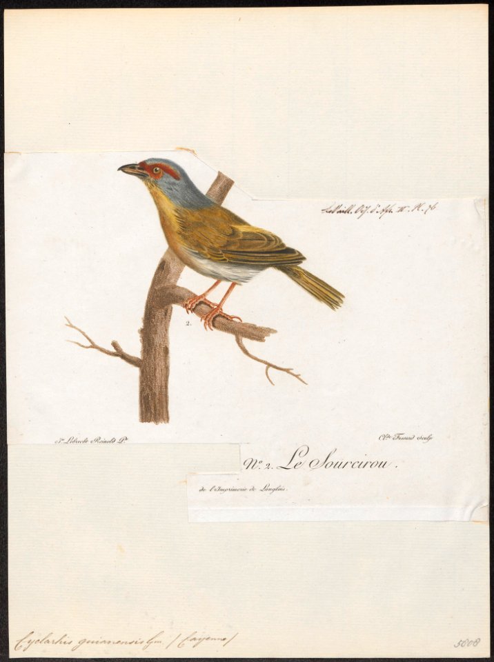 Cyclarhis guianensis - 1796-1808 - Print - Iconographia Zoologica - Special Collections University of Amsterdam - UBA01 IZ16600279