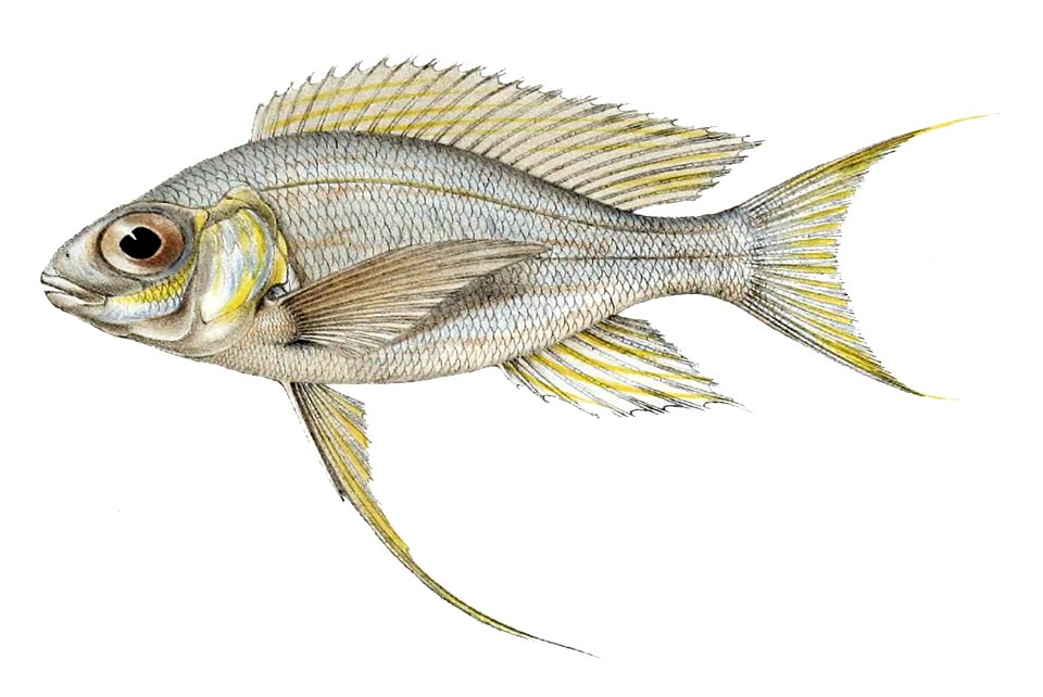 Cyathopharynx furcifer