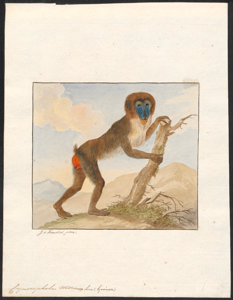 Cynocephalus mormon - 1753-1834 - Print - Iconographia Zoologica - Special Collections University of Amsterdam - UBA01 IZA1000214