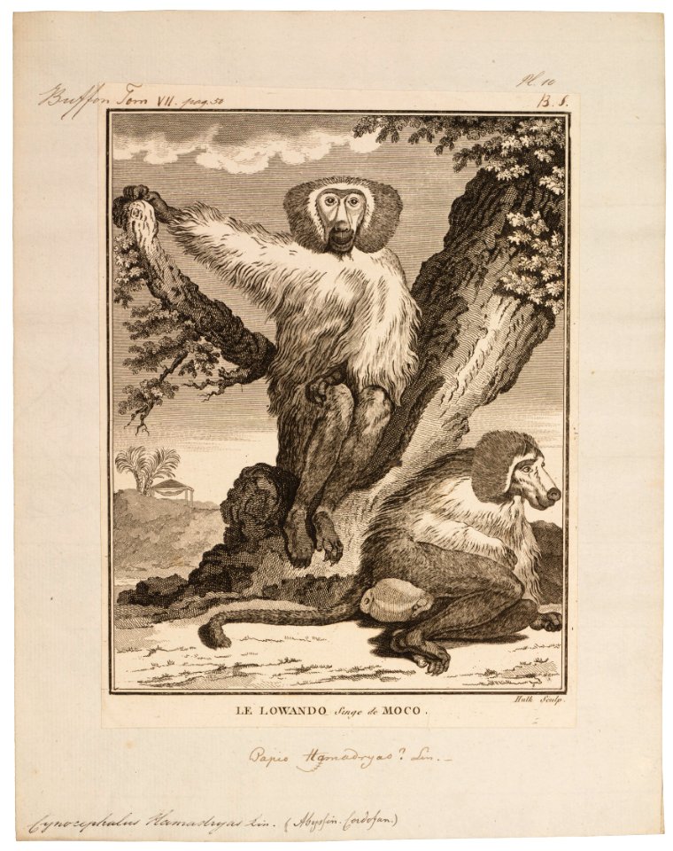 Cynocephalus hamadryas - 1700-1880 - Print - Iconographia Zoologica - Special Collections University of Amsterdam - UBA01 IZ20100017