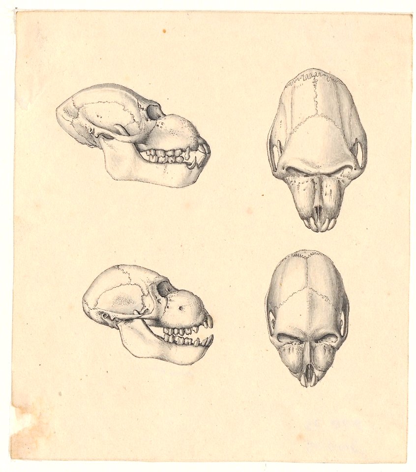 Cynocephalus mormon - schedel - 1788-1863 - Print - Iconographia Zoologica - Special Collections University of Amsterdam - UBA01 IZA1000790