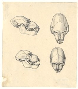 Cynocephalus mormon - schedel - 1788-1863 - Print - Iconographia Zoologica - Special Collections University of Amsterdam - UBA01 IZA1000790