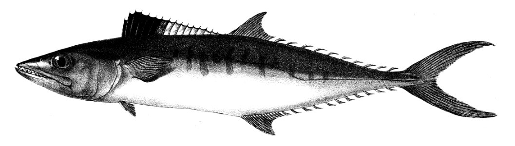 Cybium commersonii Ford 56