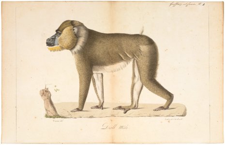 Cynocephalus leucophaeus - 1818-1842 - Print - Iconographia Zoologica - Special Collections University of Amsterdam - UBA01 IZ20100092