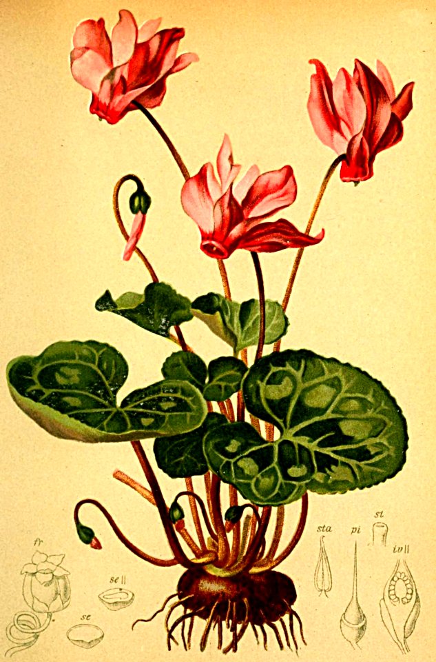 Cyclamen europaeum Atlas Alpenflora