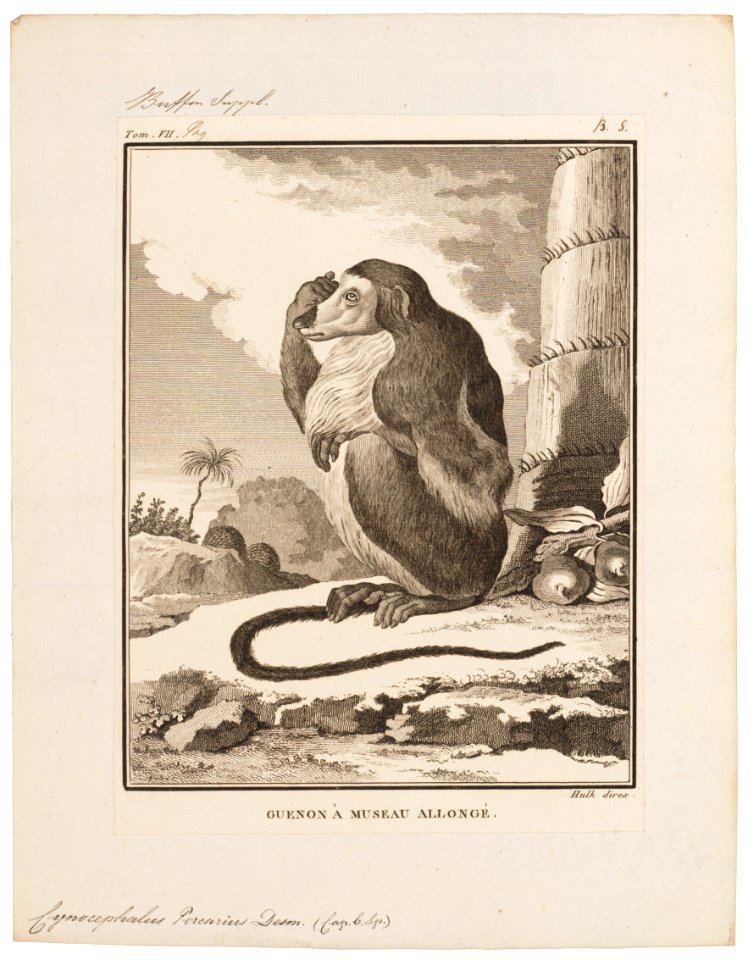 Cynocephalus porcarius - 1700-1880 - Print - Iconographia Zoologica - Special Collections University of Amsterdam - UBA01 IZ20100061