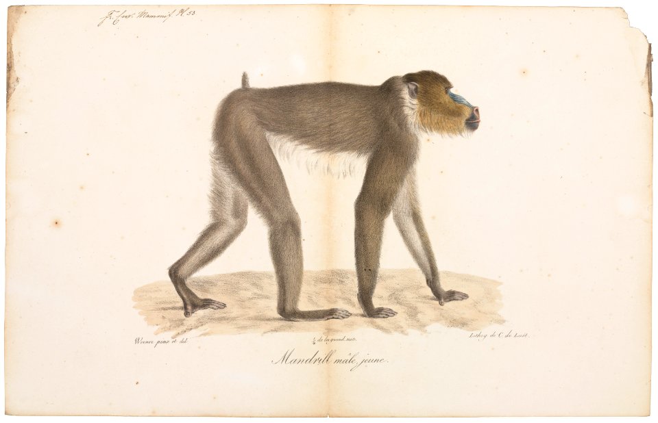 Cynocephalus mormon - 1818-1842 - Print - Iconographia Zoologica - Special Collections University of Amsterdam - UBA01 IZ20100080