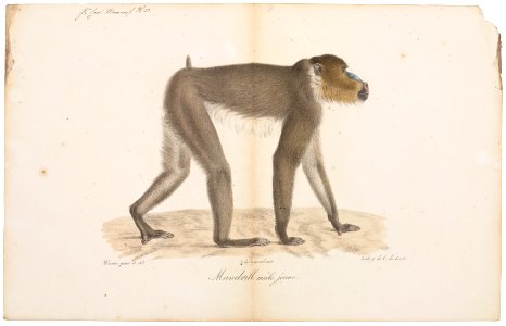 Cynocephalus mormon - 1818-1842 - Print - Iconographia Zoologica - Special Collections University of Amsterdam - UBA01 IZ20100080