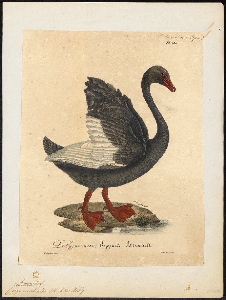 Cygnus atratus - 1825-1834 - Print - Iconographia Zoologica - Special Collections University of Amsterdam - UBA01 IZ17600243