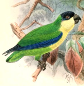 Cyclopsitta gulielmitertii amabilis 1897