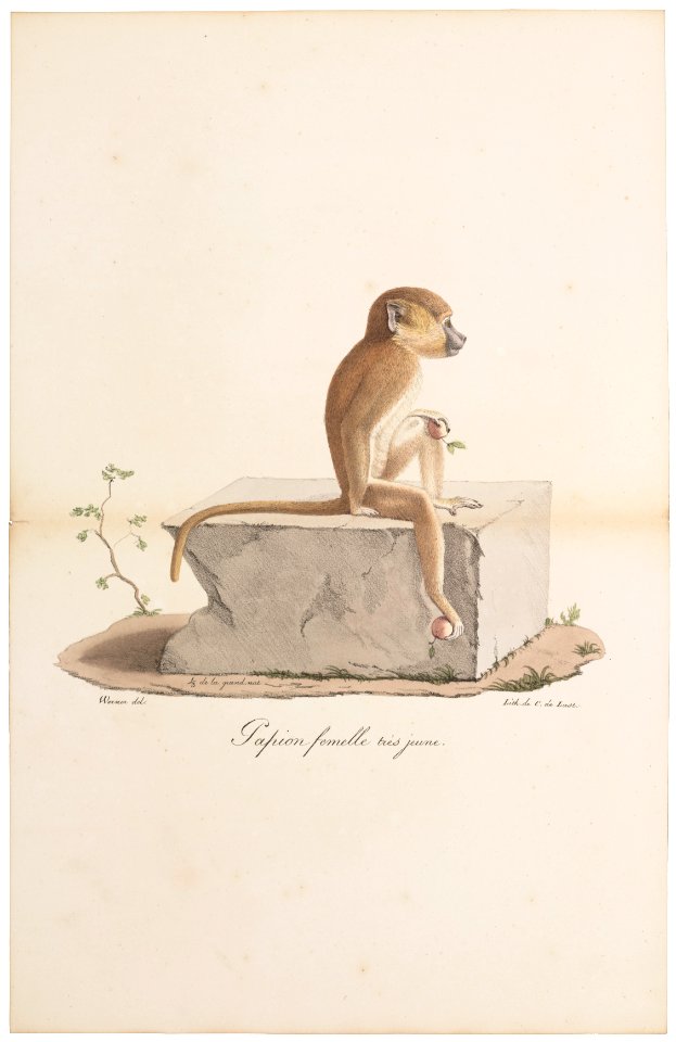 Cynocephalus sphinx - 1818-1842 - Print - Iconographia Zoologica - Special Collections University of Amsterdam - UBA01 IZ20100045